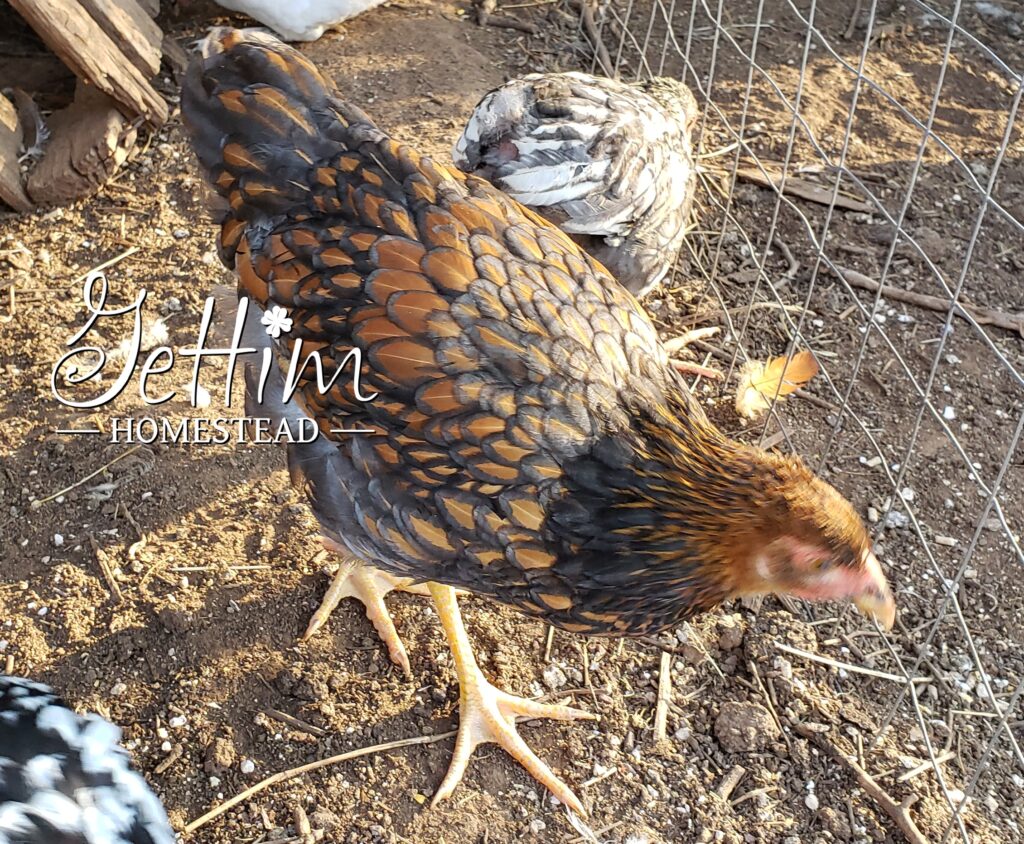 Blue Laced Gold Wyandotte