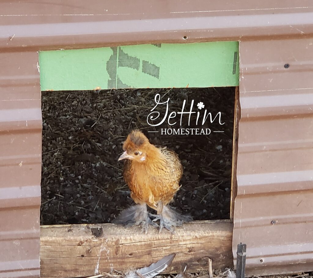 Buff Partridge Satin