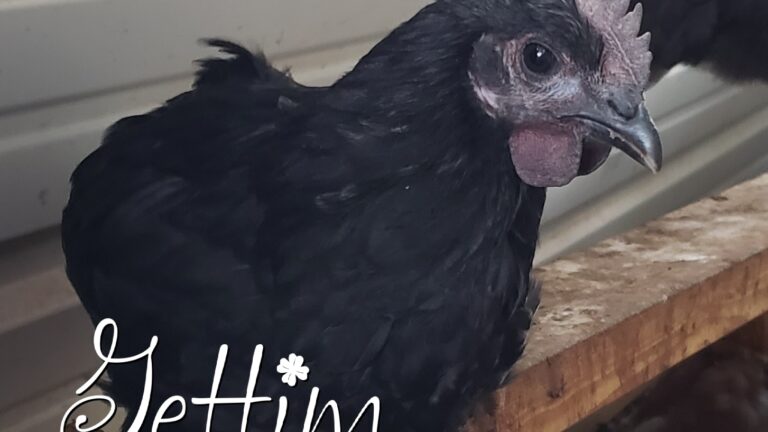 Hatching Eggs – ODDBALLS